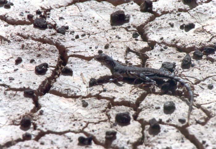 ../Images/056.Death Valley.jpg